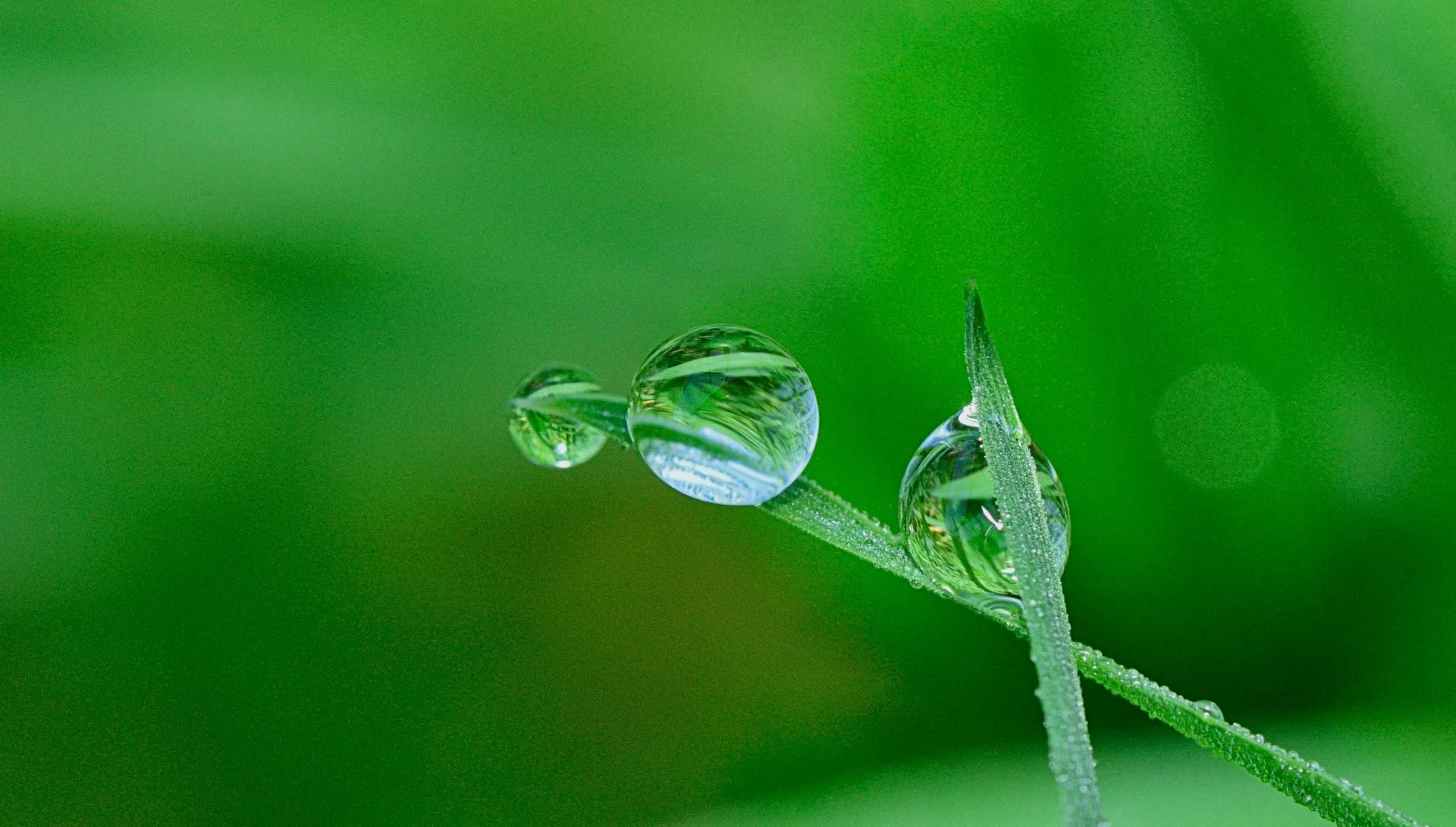 Natureza 2