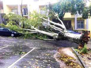 Queda de árvore no bairro de são joão da carreira resize