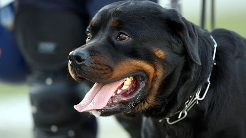 Cão Rottweiler Lusa