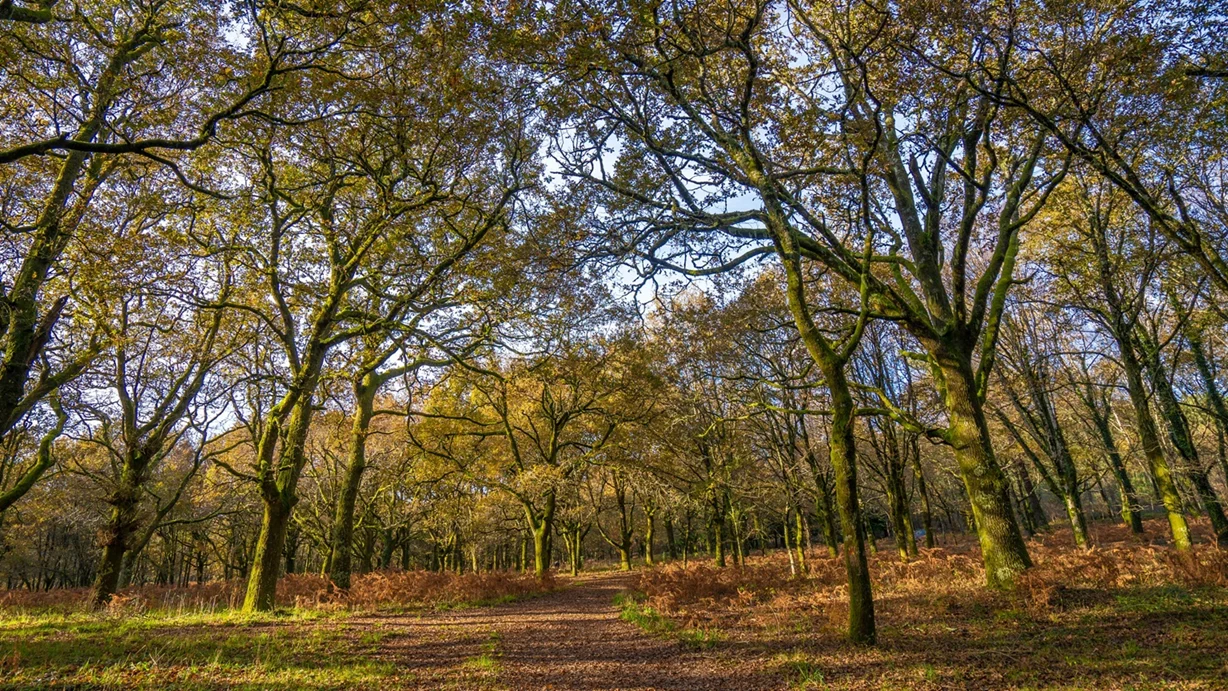 Floresta 2