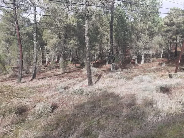 penedono floresta