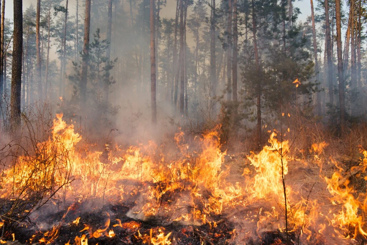 Forest Fire 3 1200x801