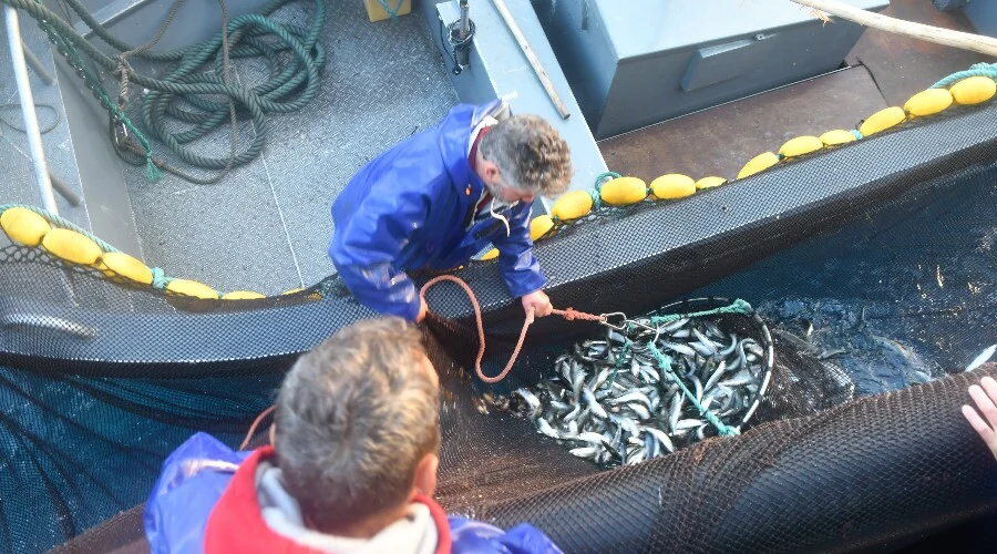Pesca Sardinha