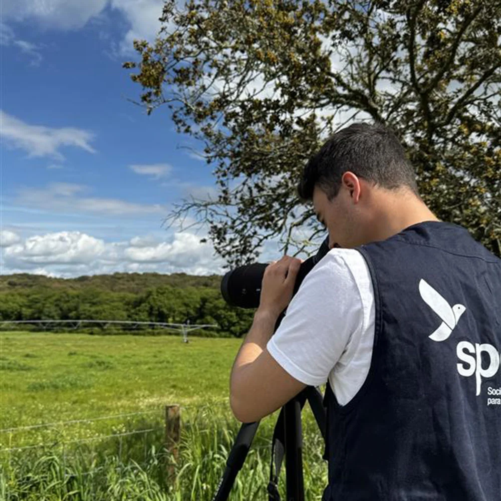 Spea
