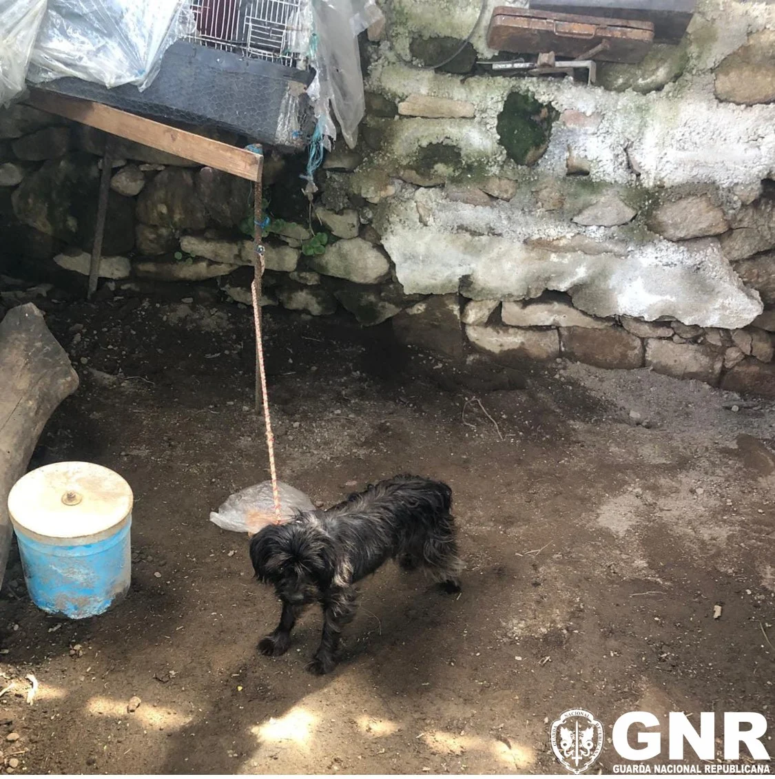 Gnr Viseu Nove Identificados Por Maus Tratos A Animais 1