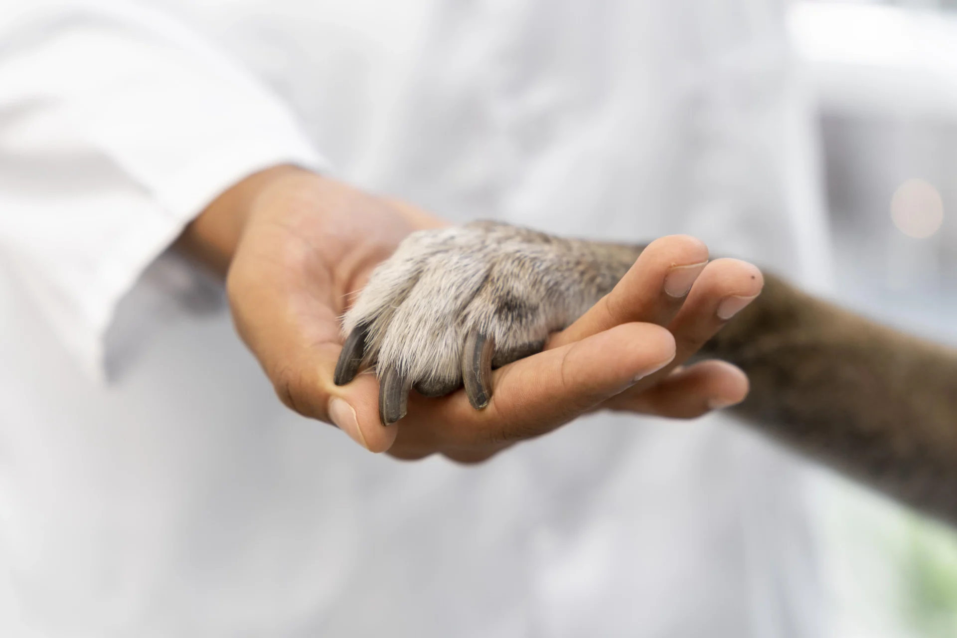 VeterinÁrio