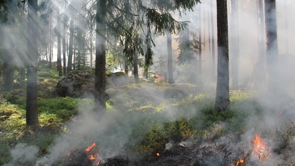 Incendios Ourem E1749226554387