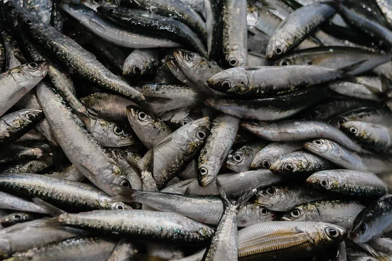 Sardinha 1