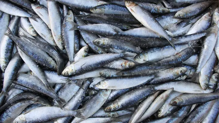Sardinha Canva