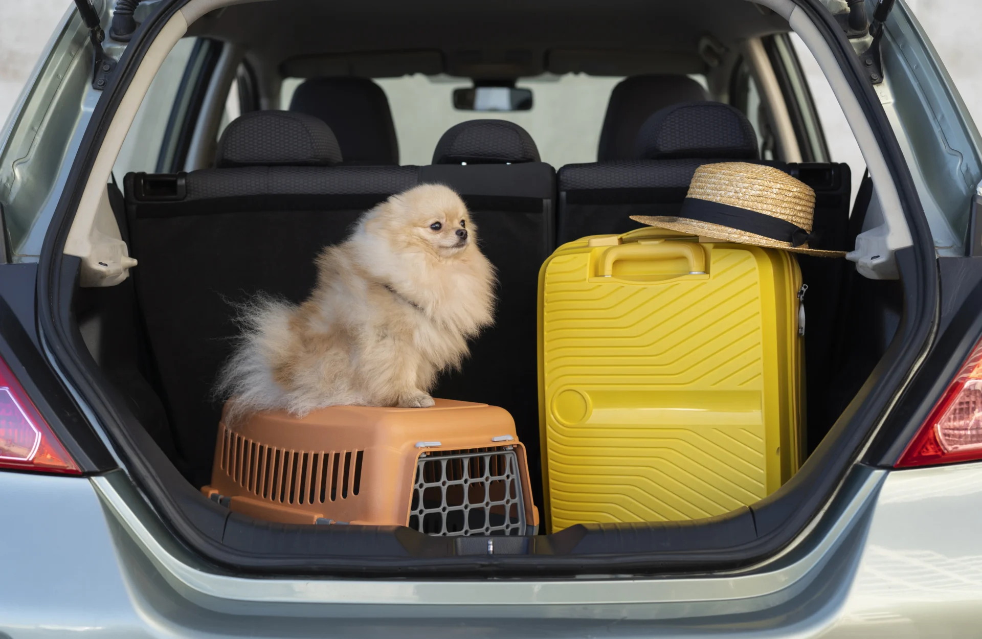 Transportes De Animais