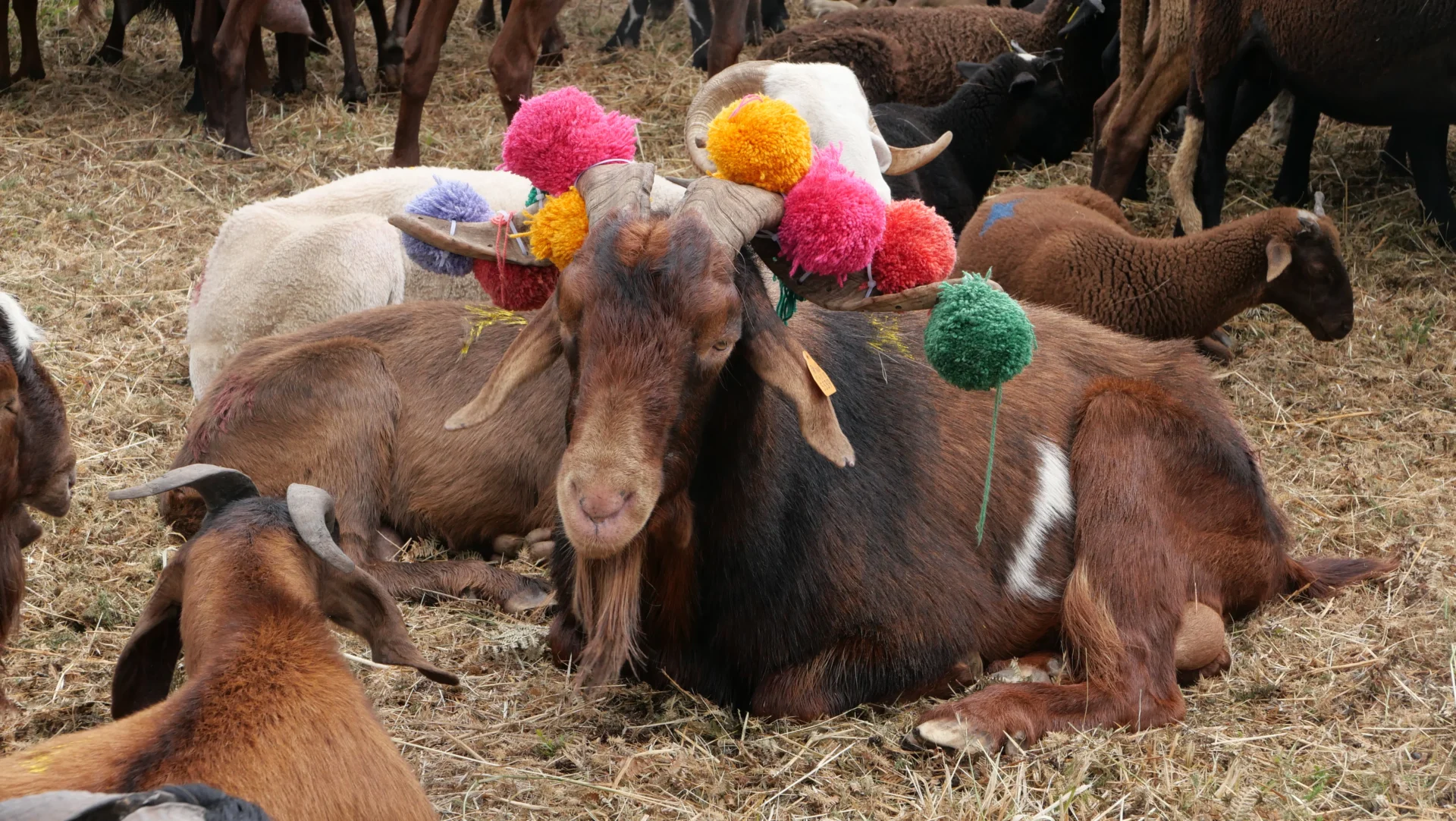 Transumância Castro Daire 1