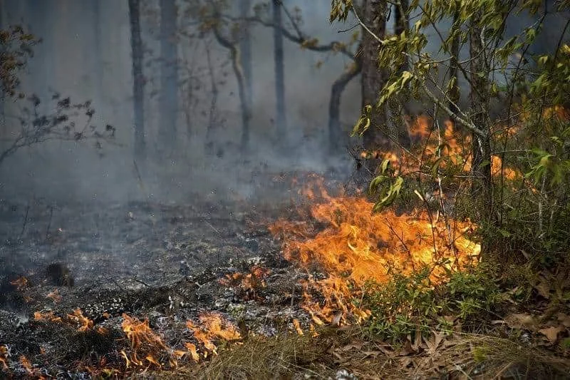 20190913171657 Incendio Florestal011