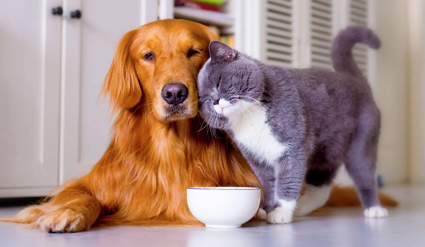 Animais Companhia Nutricao Saude1 H 21202224354 Pm