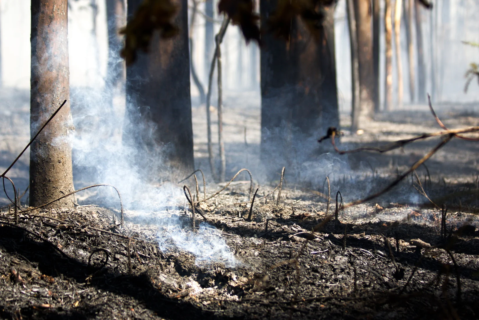 Incêndio Tondela Julho 2025