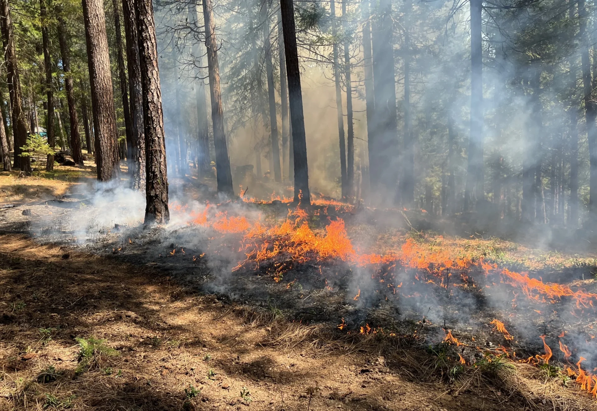 Less Severe Forest Fir 1