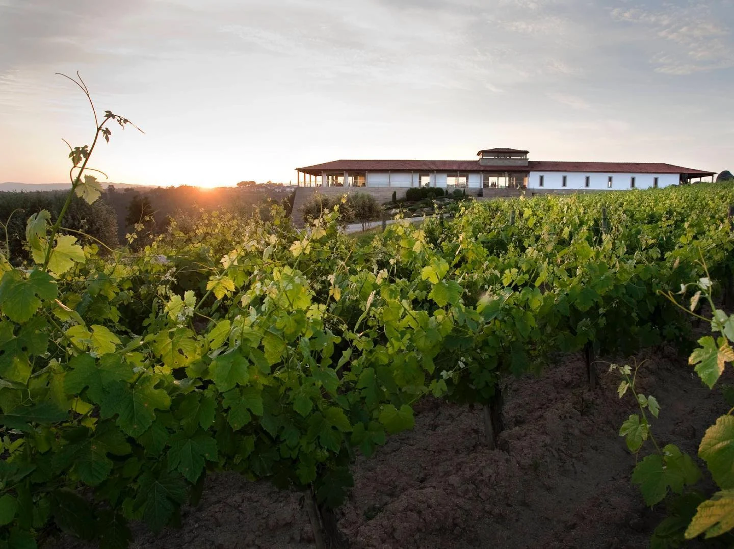 Quinta De Lemos1