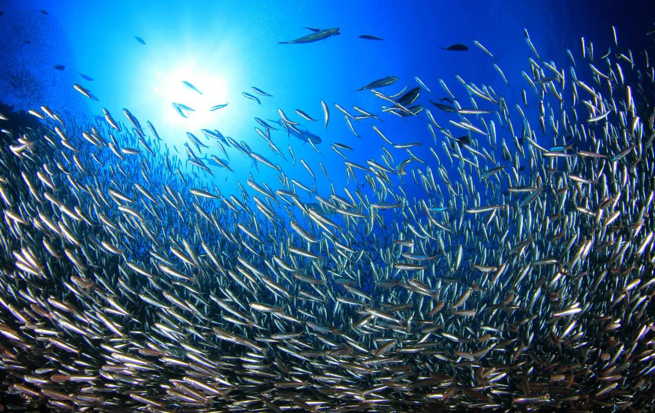 Sardinha Mar