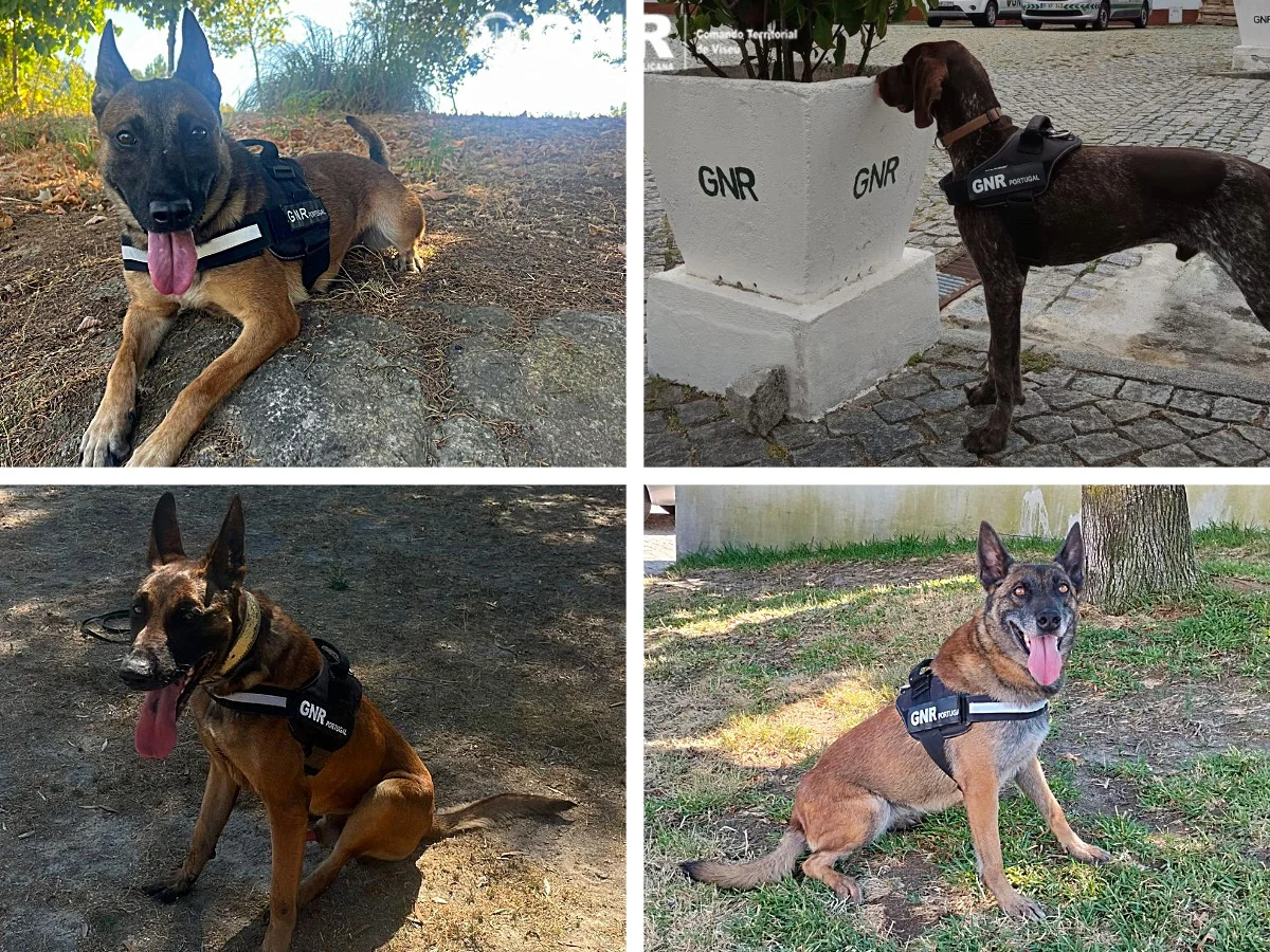 Cães Gnr