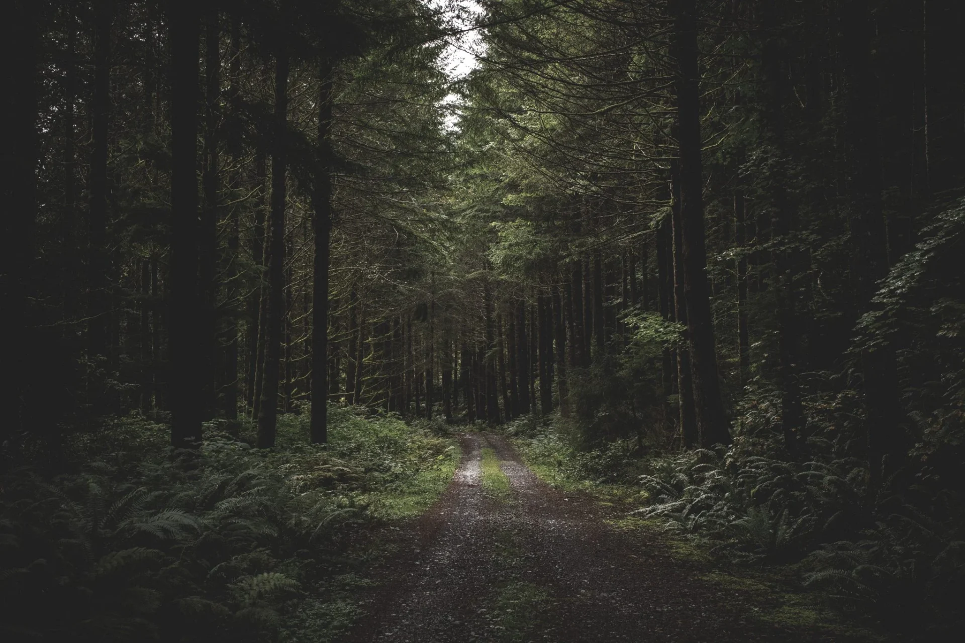 Floresta