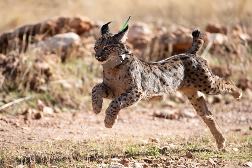 Lince Iberico Morre