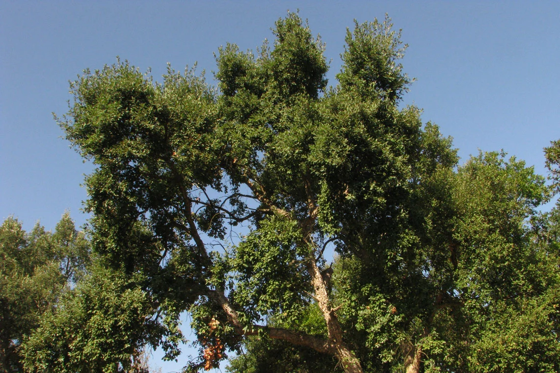 Sobreiro