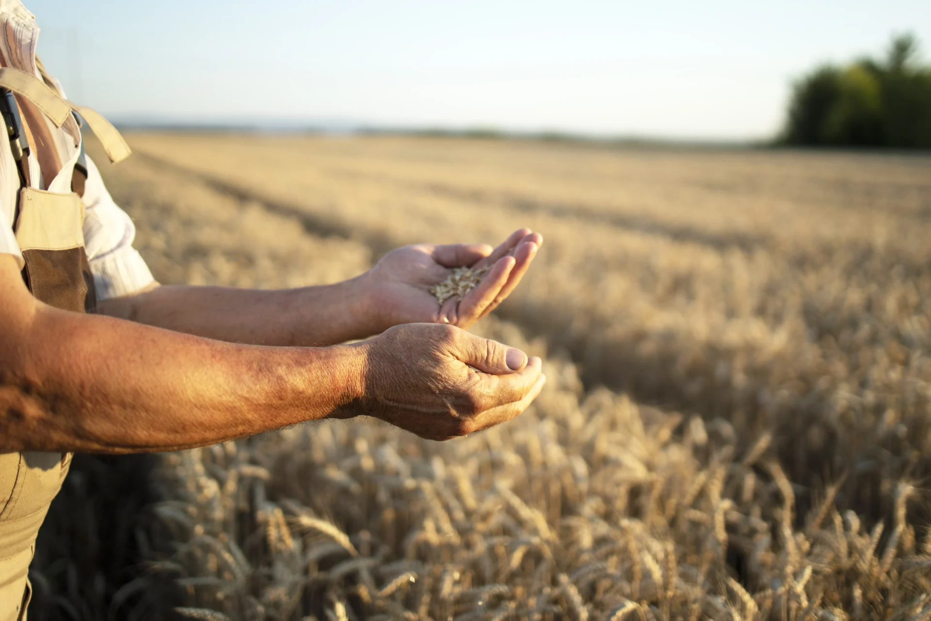 Agricultura Mãos