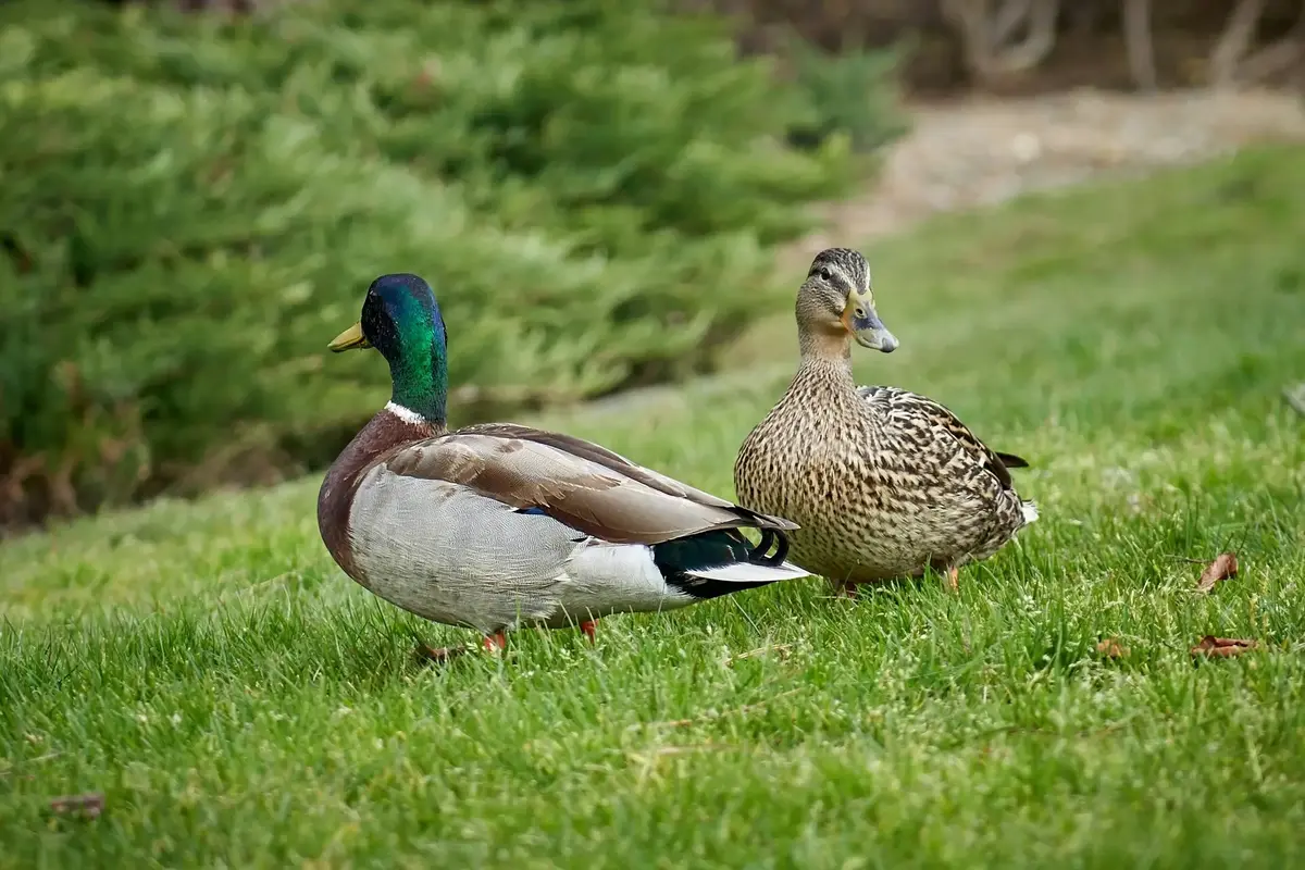 Patos