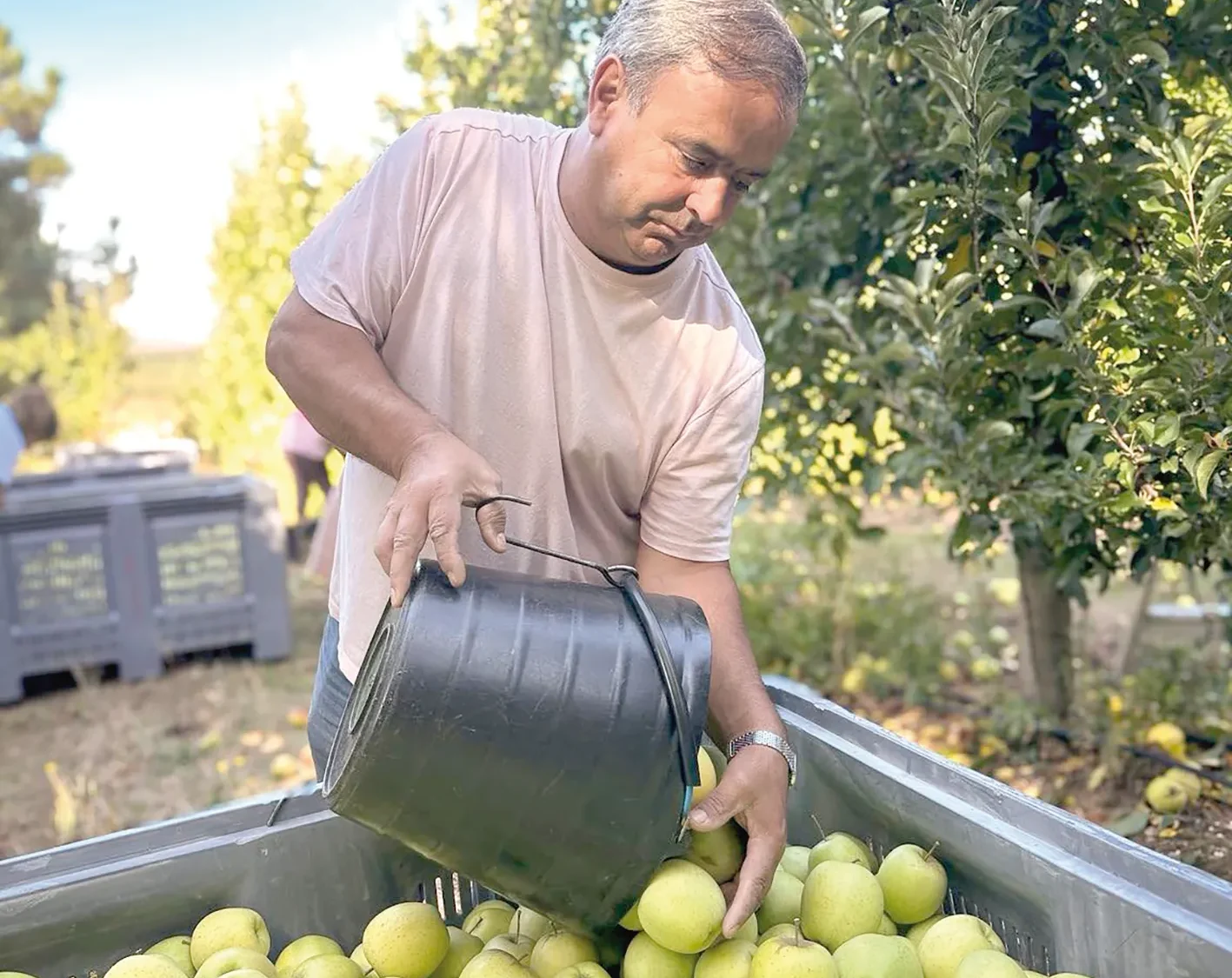 Armamar Apanha Da Maca Tratadas