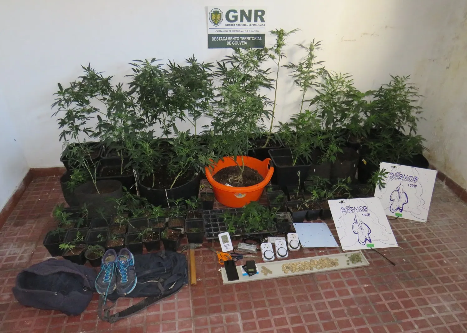 Canabis Fornos Guarda Gnr