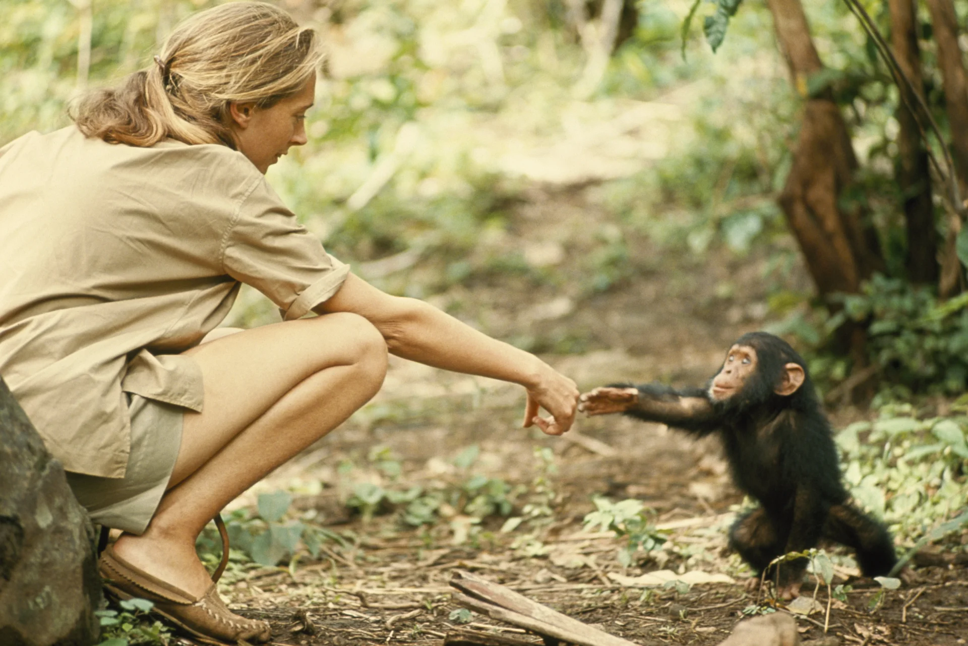 Jane Goodall 05