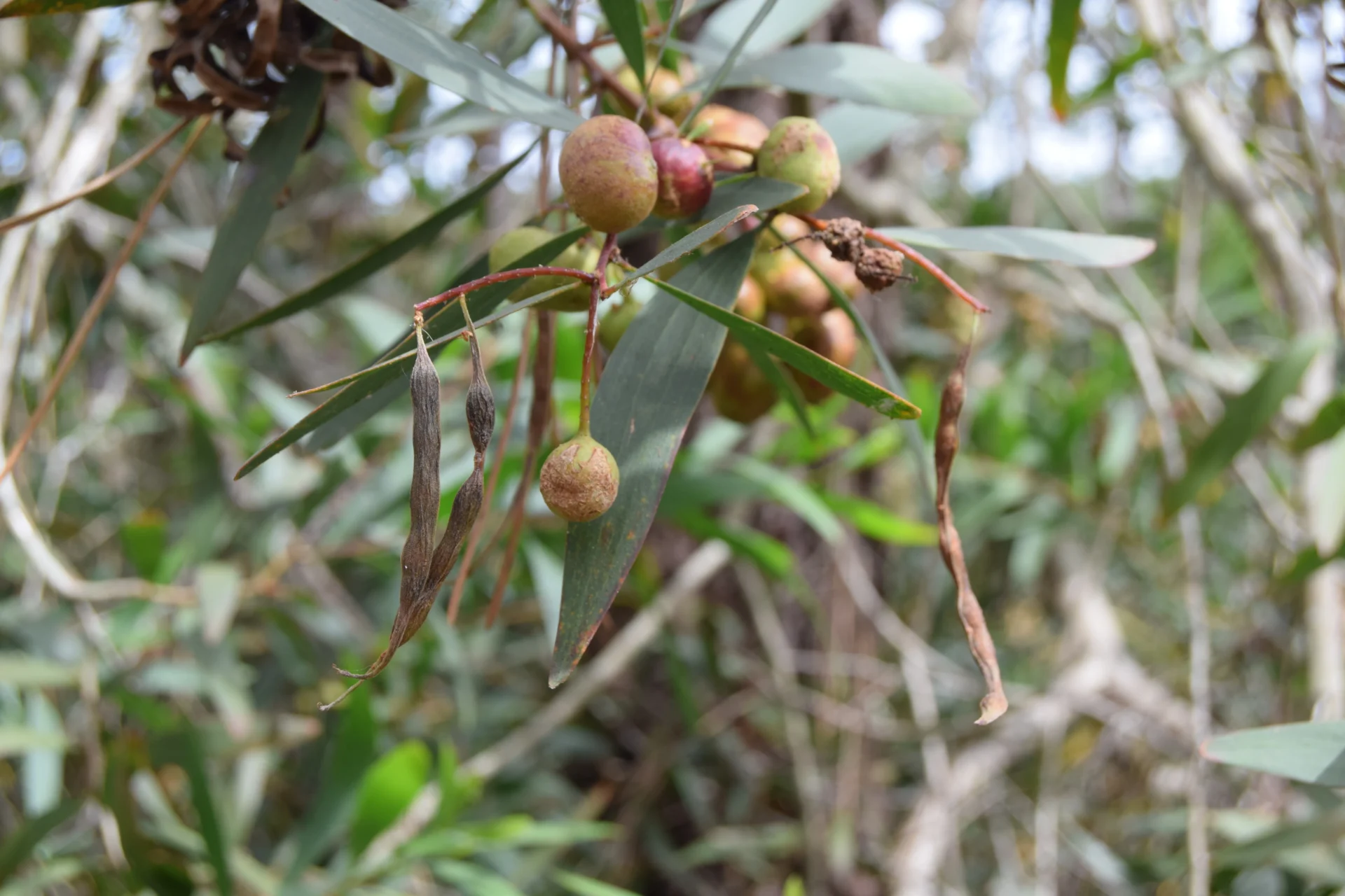Lilianaduarte Managing The Seed Legacy