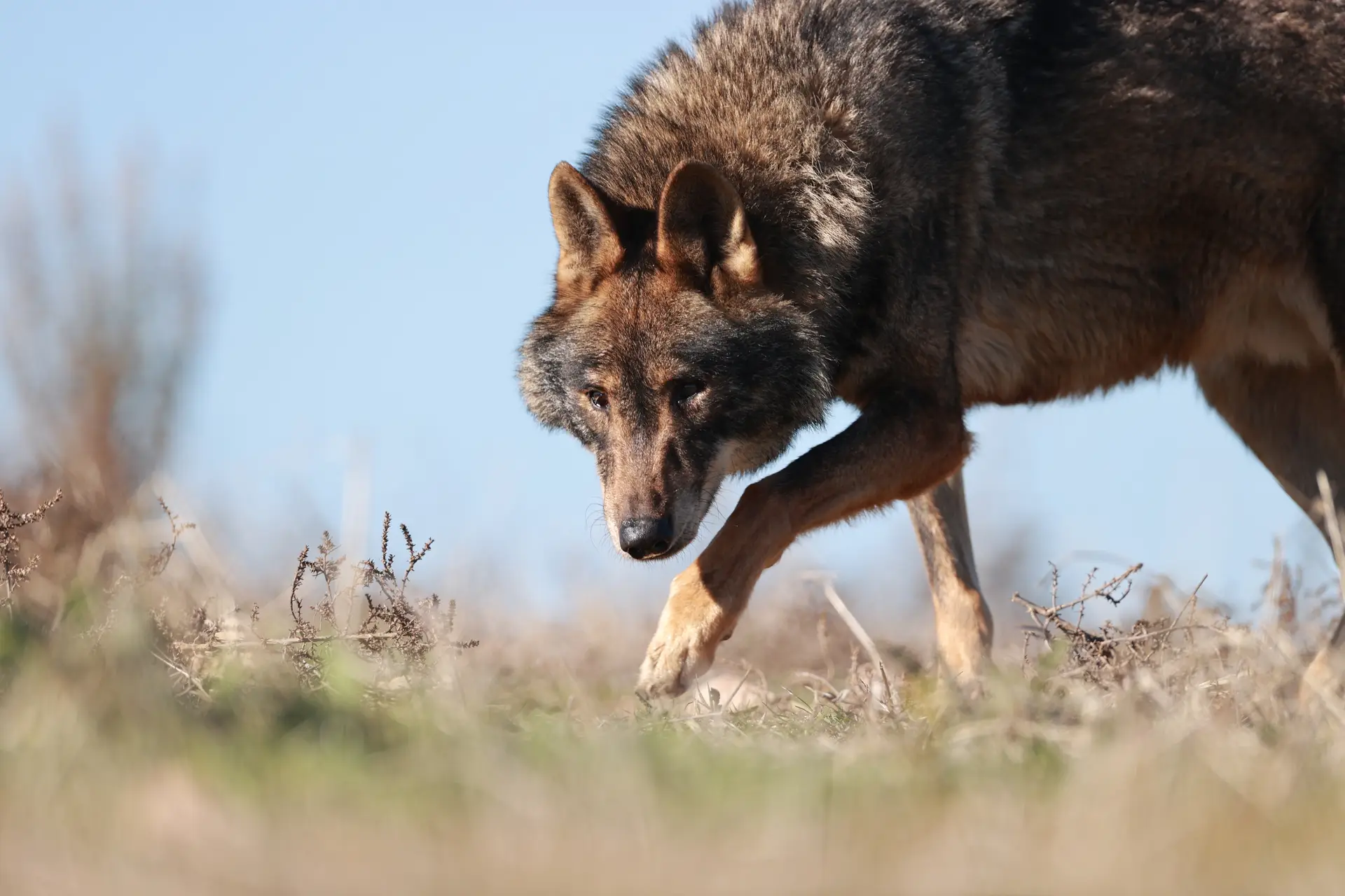 Lobos