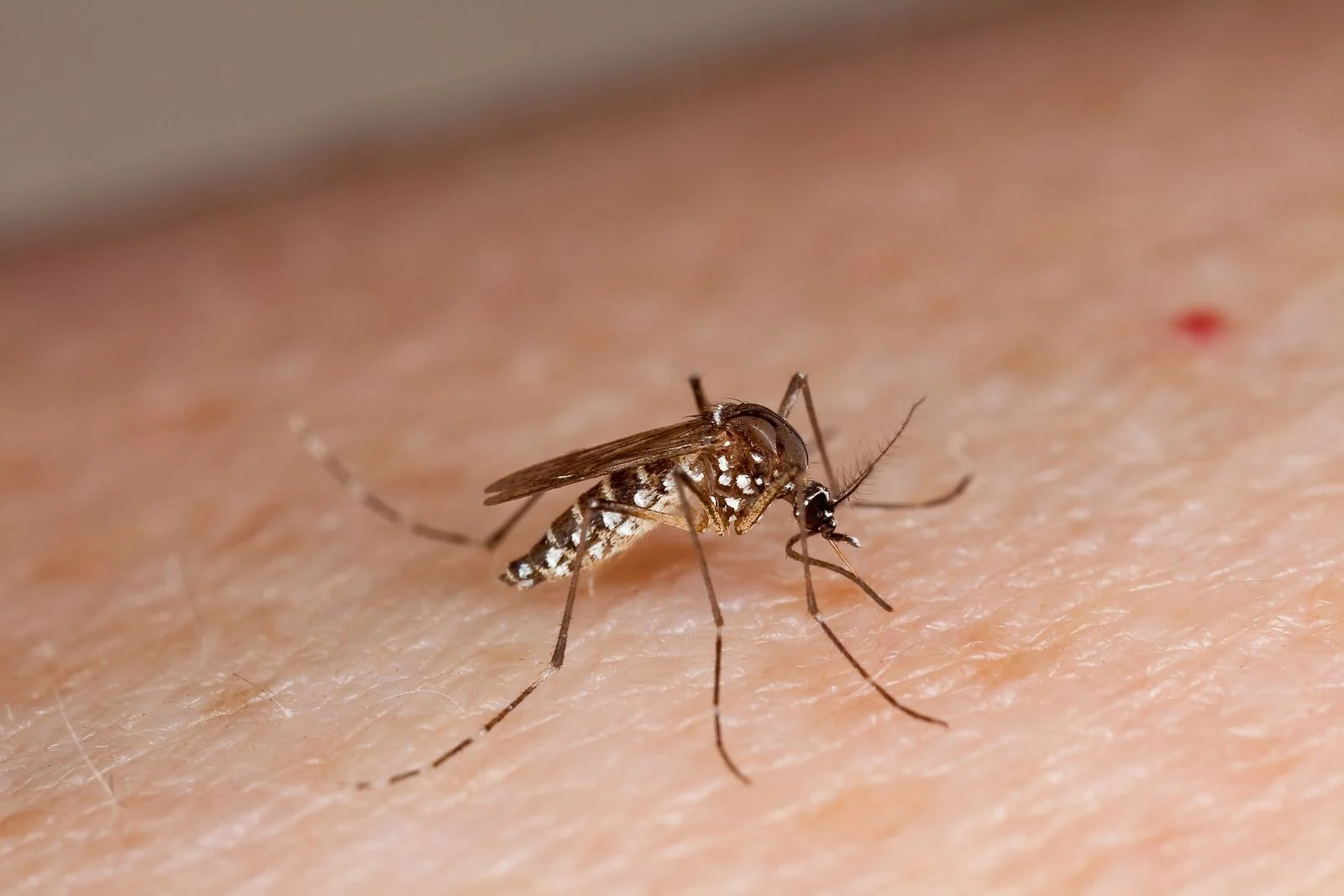Mosquito Do Dengue