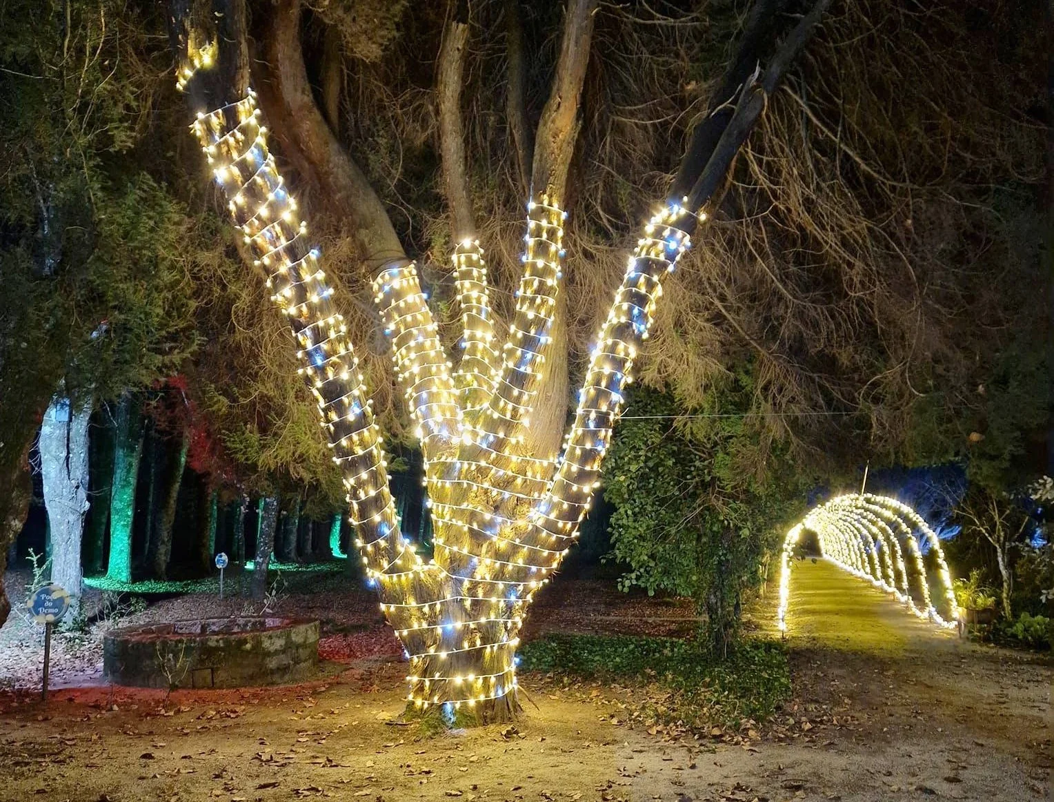 luz no arbutus
