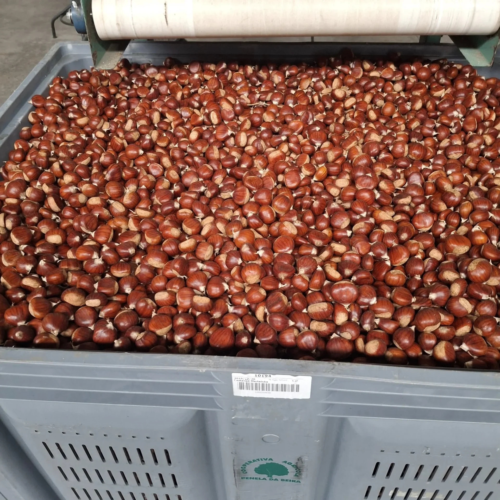 Castanha Martaínha Coopenela