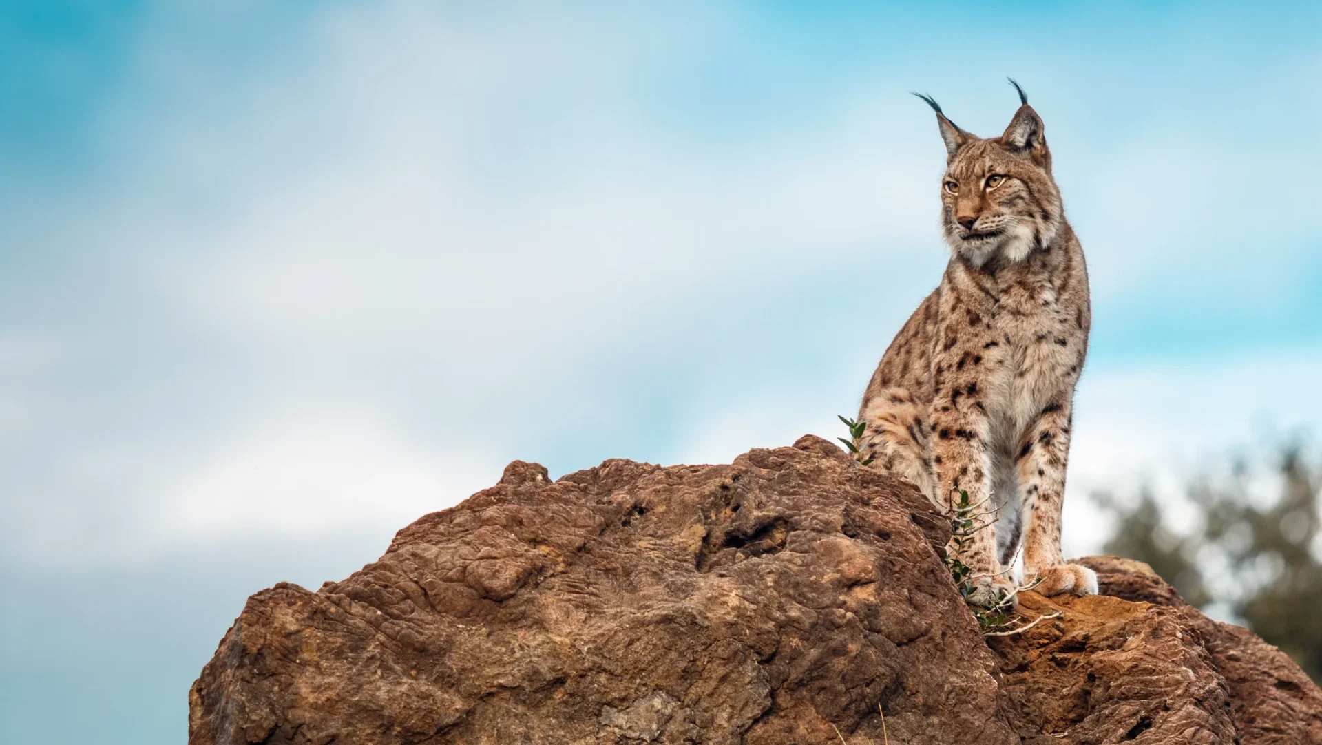 Lince Iberico