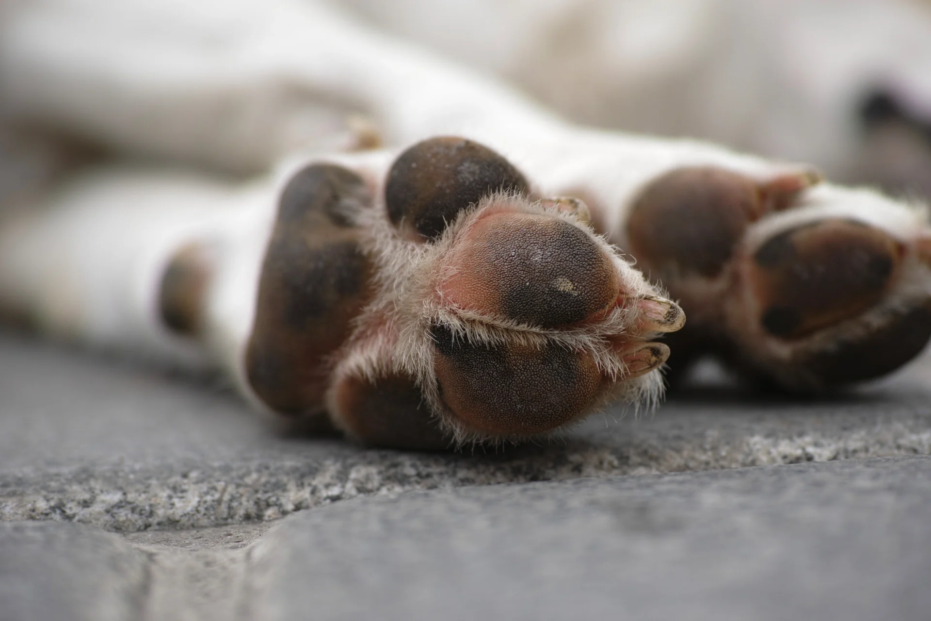 Pata De Um Cão