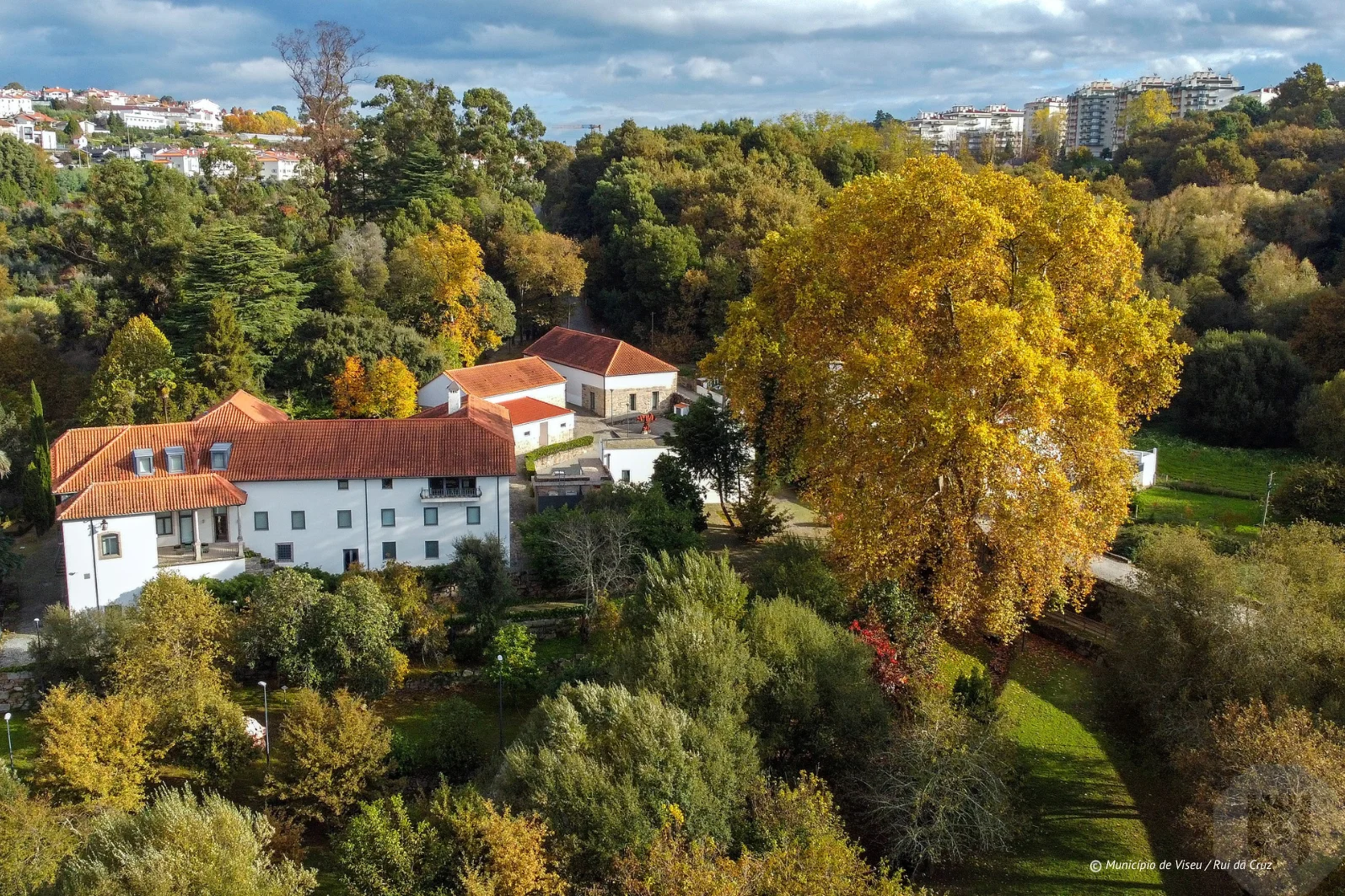 Plátano Da Quinta Da Cruz Em Viseu 2