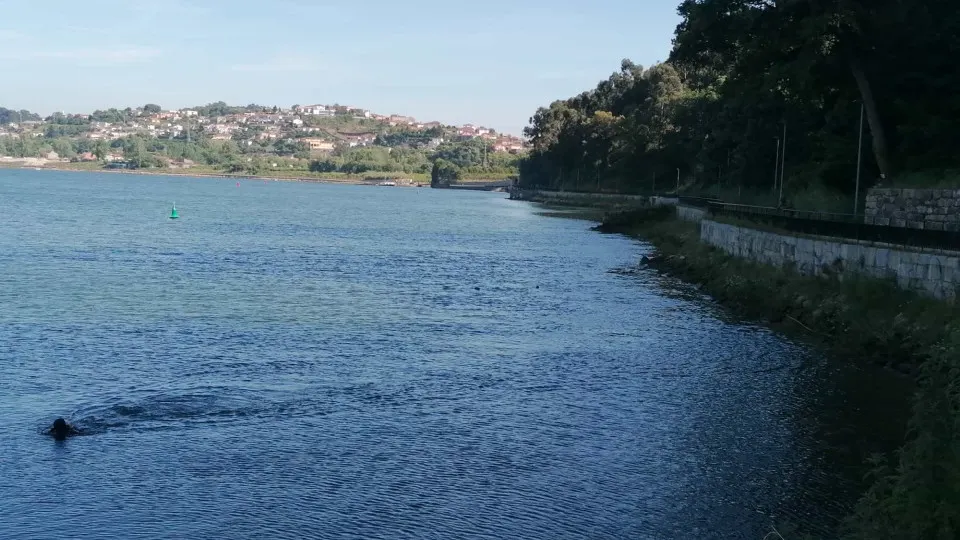 Rio