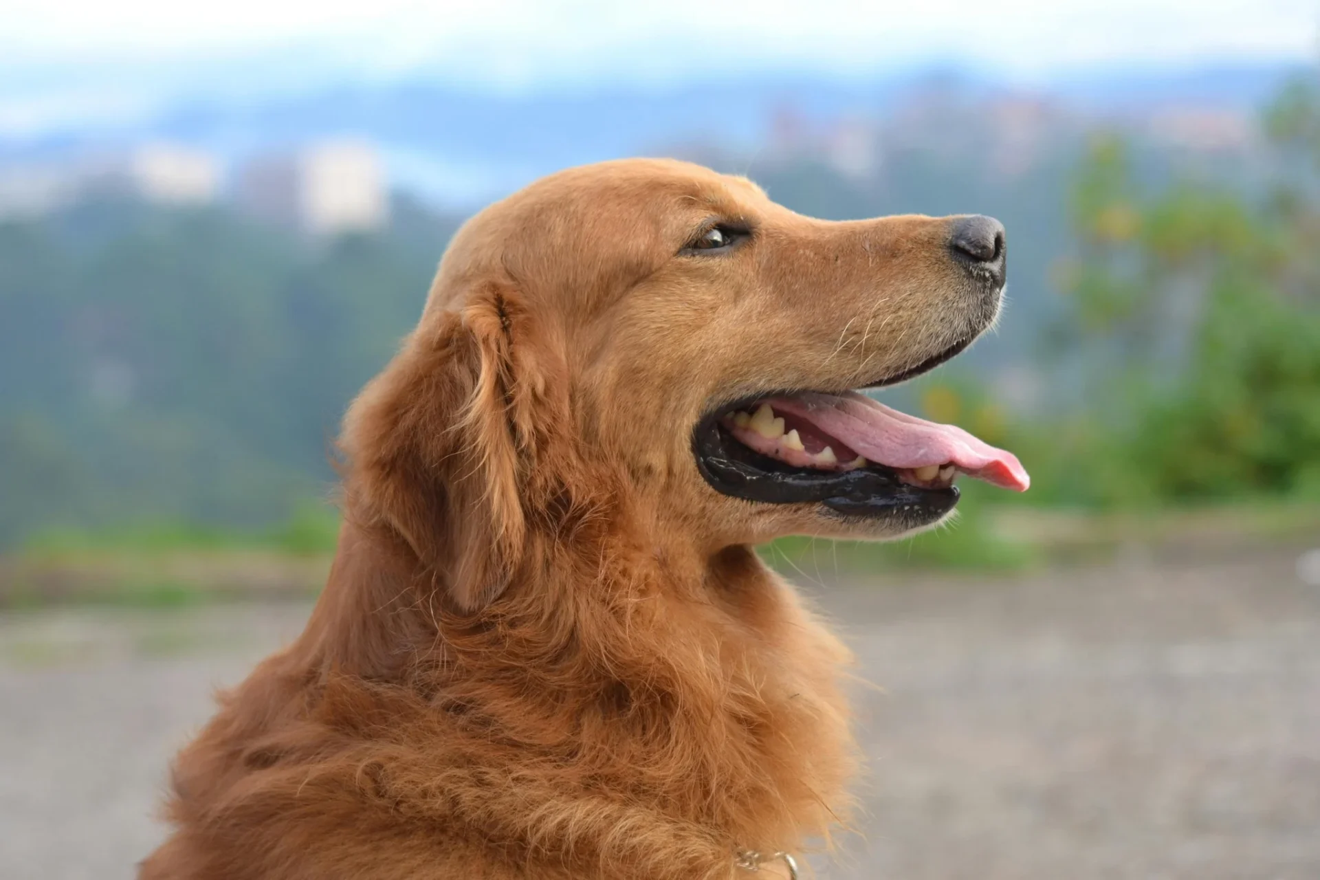 Cão