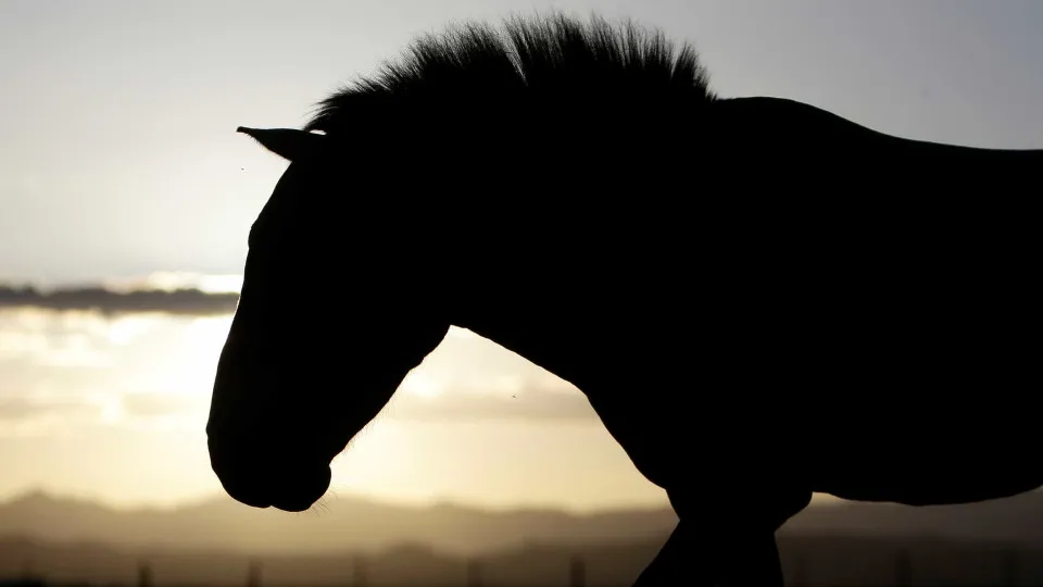 Cavalo Reuters