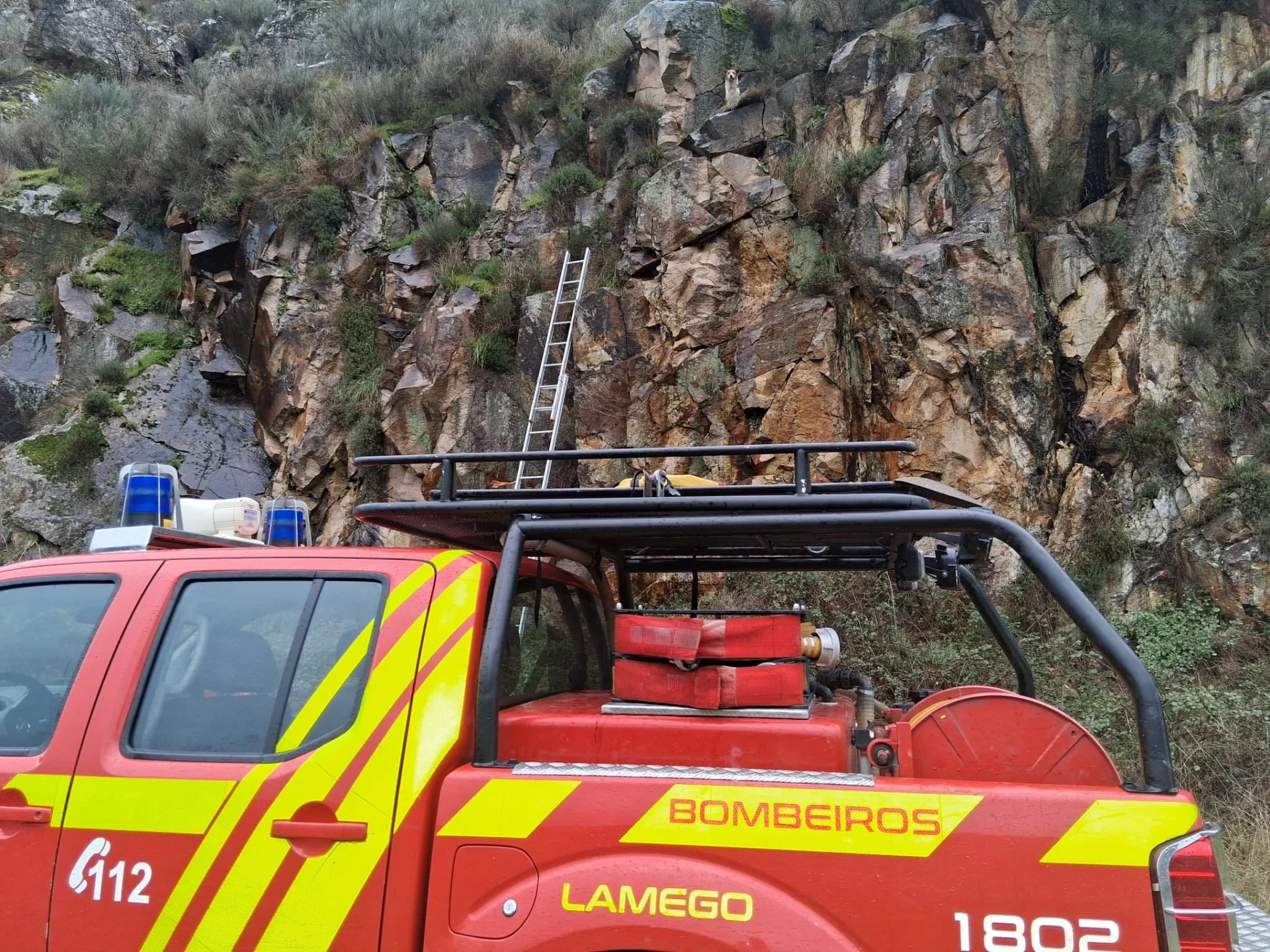 Bombeiros De Lamego Cão