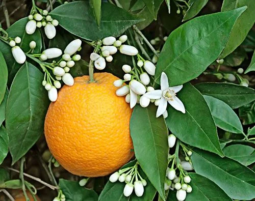 Laranjas