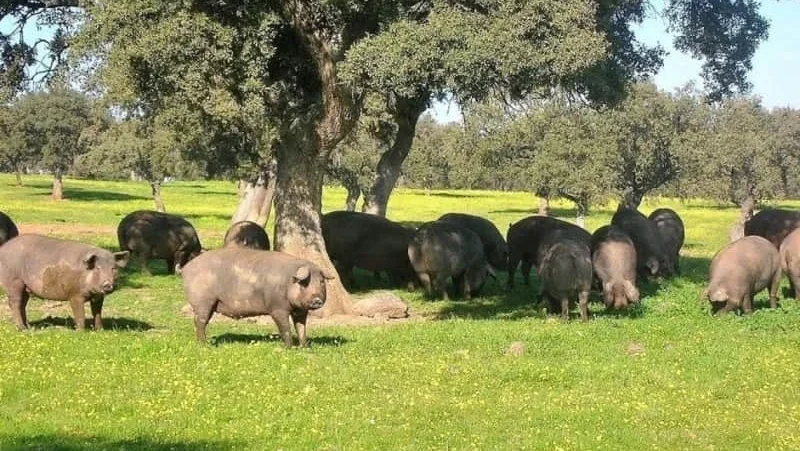 Suinicultores