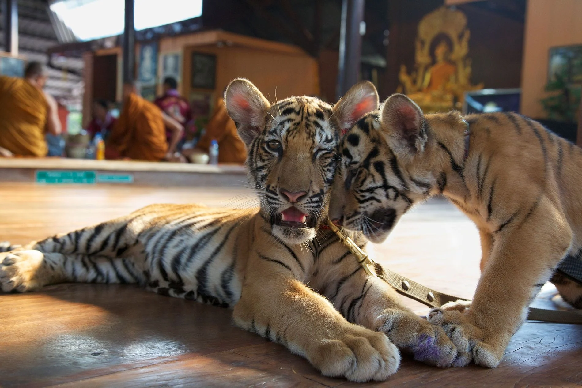 Tigres Tailandia