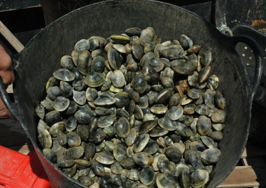 Ameijoa Japonesa