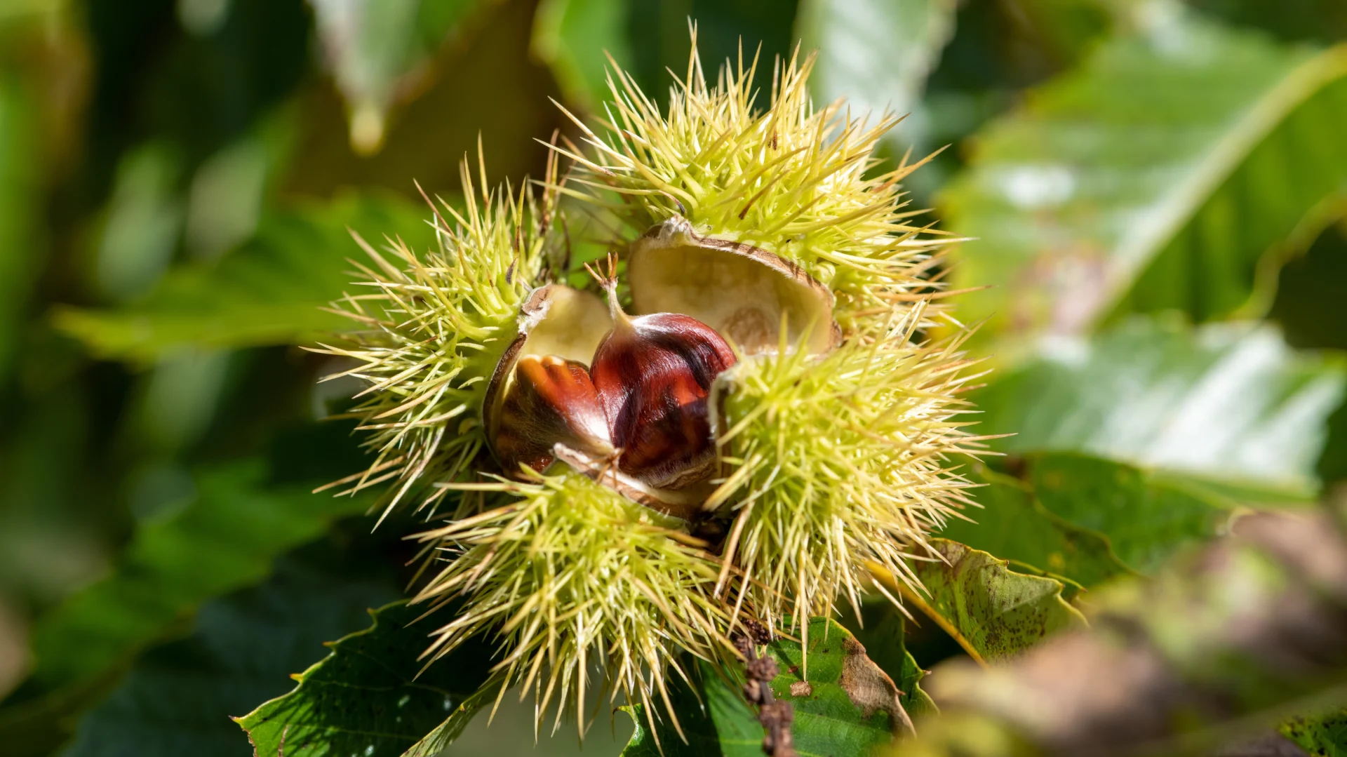 Castanheiro