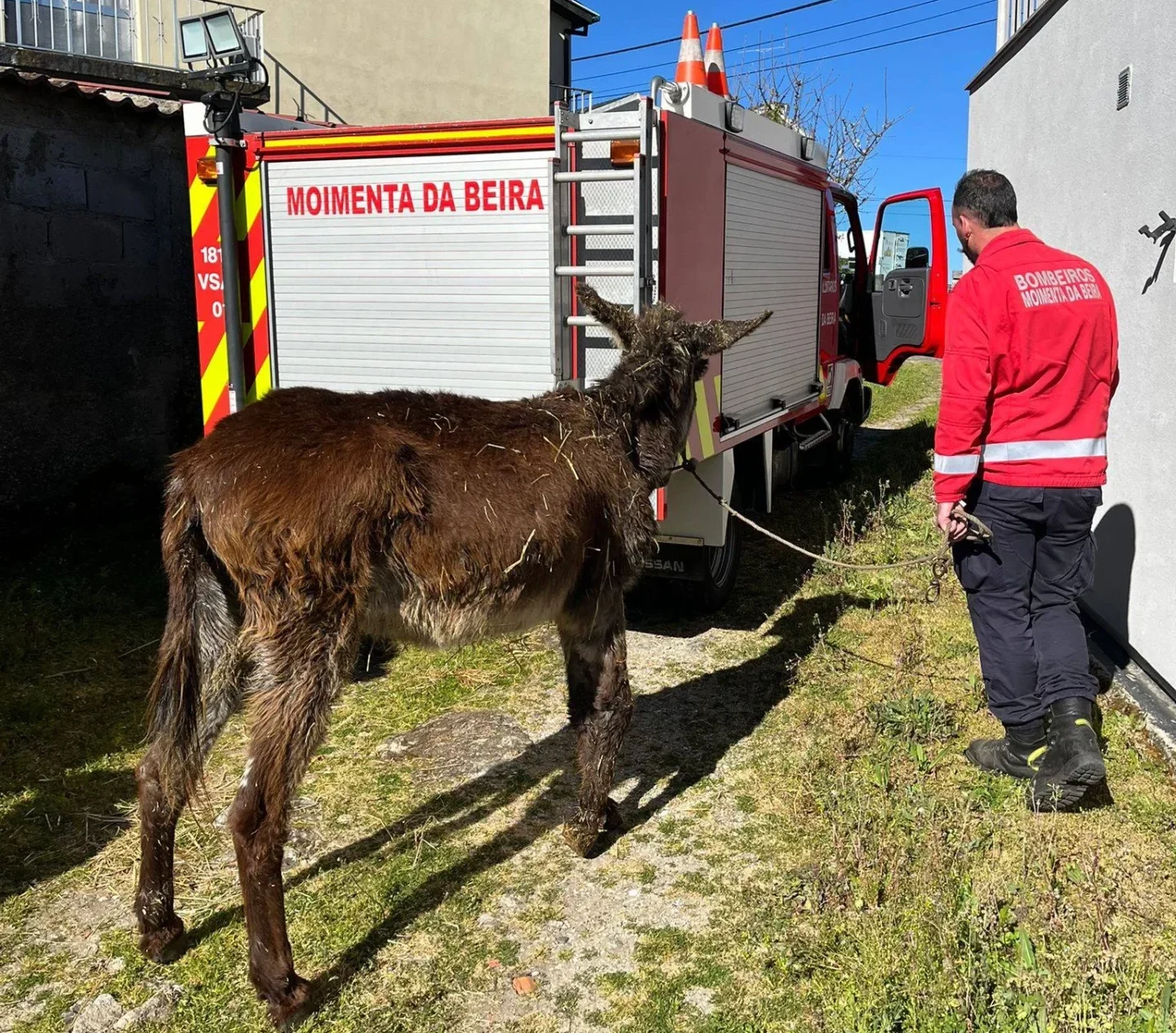 Burro Moimenta Da Beira1