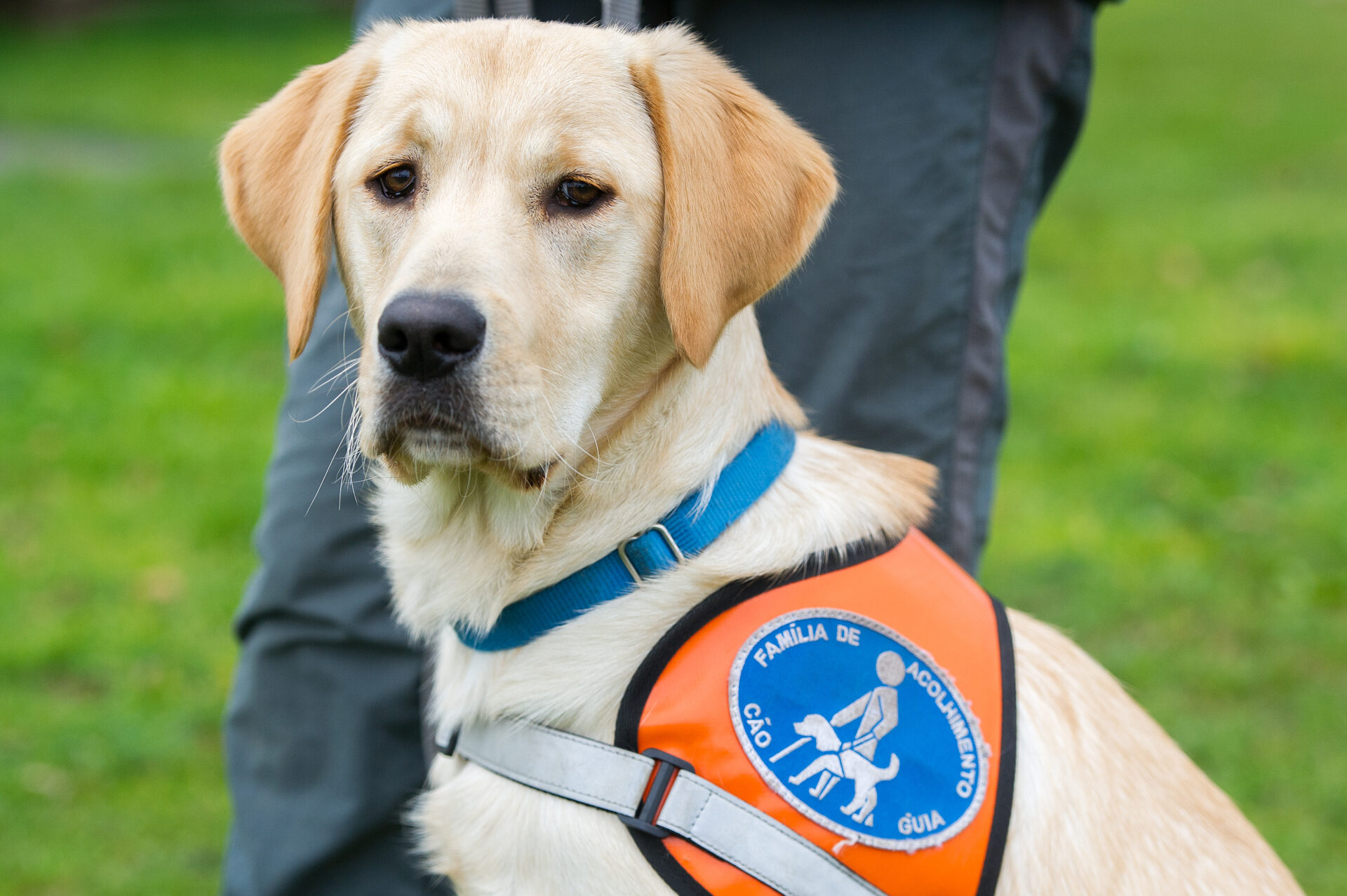 Cães Guia Mortágua