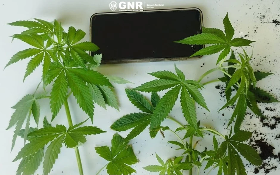 Gnr Viseu Apreensão